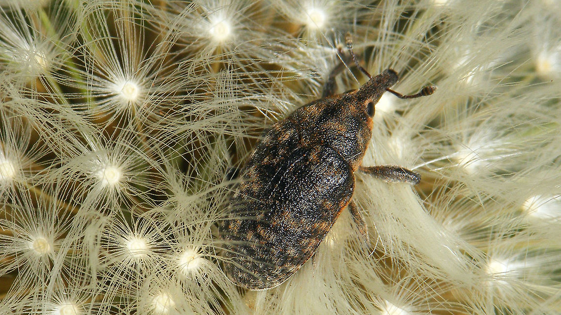 Larinus turbinatus on Dandelion The Dandelions were popular hangouts for disco dancing today ...<br />
<figure class="photo"><a href="https://www.jungledragon.com/image/114522/dolycoris_baccarum_on_dandelion.html" title="Dolycoris baccarum on Dandelion"><img src="https://s3.amazonaws.com/media.jungledragon.com/images/3043/114522_thumb.jpg?AWSAccessKeyId=05GMT0V3GWVNE7GGM1R2&Expires=1759968010&Signature=SrzVjS2mU9zL8mGX8SvvQO4rOKs%3D" width="200" height="114" alt="Dolycoris baccarum on Dandelion The Dandelions were popular hangouts for disco dancing today ... <br />
https://www.jungledragon.com/image/114523/larinus_turbinatus_on_dandelion.html Carpocorini,Dandelion,Dandelion disco,Dolycoris,Dolycoris baccarum,Jane&#039;s garden,Netherlands,Pentatomidae,Pentatominae,Sloe bug,nl: Bessenschildwants,nl: Paardenbloem,true bug" /></a></figure> Curculionidae,Curculionoidea,Dandelion,Dandelion disco,Jane's garden,Larinus,Larinus turbinatus,Lixinae,Lixini,nl: Paardenbloem