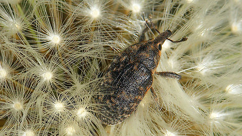 Larinus turbinatus on Dandelion The Dandelions were popular hangouts for disco dancing today ...
https://www.jungledragon.com/image/114522/dolycoris_baccarum_on_dandelion.html Curculionidae,Curculionoidea,Dandelion,Dandelion disco,Jane's garden,Larinus,Larinus turbinatus,Lixinae,Lixini,nl: Paardenbloem