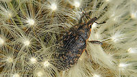 Larinus turbinatus on Dandelion The Dandelions were popular hangouts for disco dancing today ...<br />
https://www.jungledragon.com/image/114522/dolycoris_baccarum_on_dandelion.html Curculionidae,Curculionoidea,Dandelion,Dandelion disco,Jane's garden,Larinus,Larinus turbinatus,Lixinae,Lixini,nl: Paardenbloem