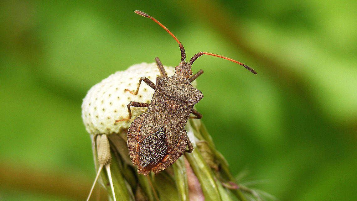 Coreus marginatus Just making a point to myself that I should also shoot the common ones every once in while ... don&#039;t think I had an adult on JD yet ;o) Coreidae,Coreoidea,Coreus,Coreus marginatus,Dock bug,Heteroptera,Jane's garden,nl: Zuringrandwants