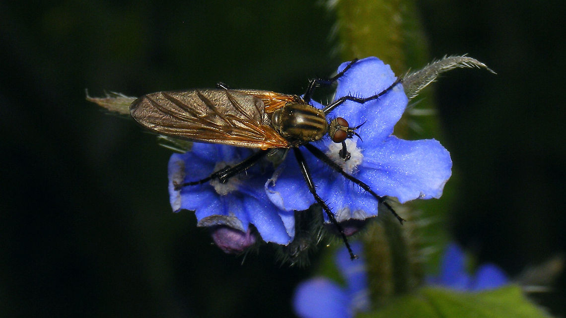 Empis tessellata feeding on Pentaglottis sempervirens Its proboscis sunck deep into the heart of the flower ... Brachycera,Diptera,Empididae,Empis,Empis tessellata,Jane's garden,Pentaglottis sempervirens,nl: Grote dansvlieg,nl: Overblijvende ossentong