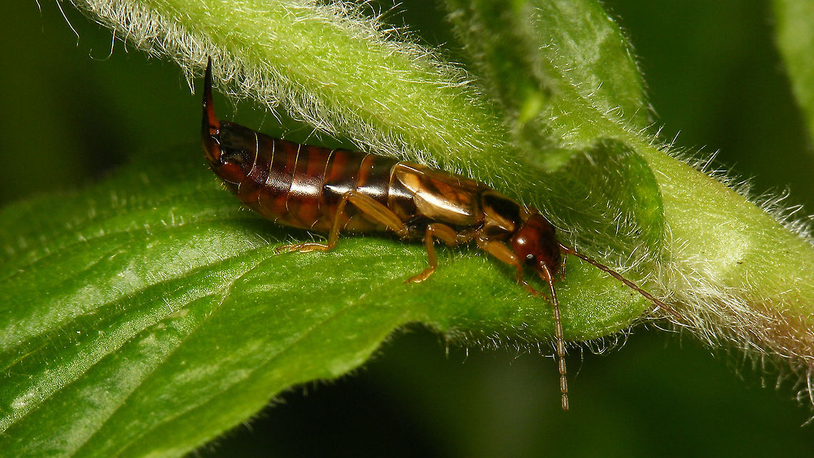 Forficula auricularia - Female A tad defensive with the raised calipers ... Dermaptera,Earwig,European Earwig,European earwig,Forficula,Forficula auricularia,Forficulidae,Geotagged,Jane's garden,Netherlands,nl: Gewone oorworm