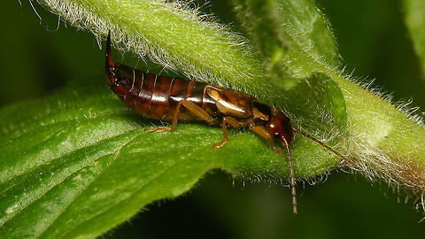 Forficula auricularia - Female A tad defensive with the raised calipers ... Dermaptera,Earwig,European Earwig,European earwig,Forficula,Forficula auricularia,Forficulidae,Geotagged,Jane's garden,Netherlands,nl: Gewone oorworm