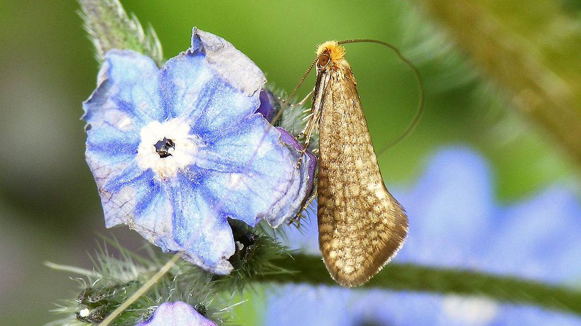 Nematopogon adansoniella on Pentaglottis sempervirens  Adelidae,Adeloidea,Jane's garden,Lepidoptera,Nematopogon,Nematopogon adansoniella,Nematopogoninae,Pentaglottis sempervirens,nl: Gevlekte langsprietmot