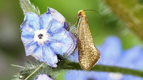 Nematopogon adansoniella on Pentaglottis sempervirens  Adelidae,Adeloidea,Jane's garden,Lepidoptera,Nematopogon,Nematopogon adansoniella,Nematopogoninae,Pentaglottis sempervirens,nl: Gevlekte langsprietmot