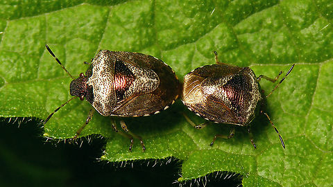 Stagonomus venustissimus doing what must be done ... Detail of this wild orgy:
https://www.jungledragon.com/image/114532/one_day_on_the_stachys_sylvatica_.html Eysarcorini,Eysarcoris,Eysarcoris venustissimus,Heteroptera,Jane's garden,Pentatomidae,Pentatominae,Stachys,Stachys sylvatica,Stagonomus venustissimus,Woundwort shieldbug,copulation,nl: Andoornschildwants,nl: Bosandoorn