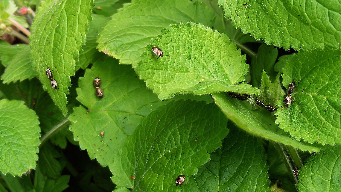 One day on the Stachys sylvatica ... Horrible focus, but I just wanted to share the amount of partying going on ...<br />
A close-up here:<br />
<figure class="photo"><a href="https://www.jungledragon.com/image/114531/stagonomus_venustissimus_doing_what_must_be_done_.html" title="Stagonomus venustissimus doing what must be done ..."><img src="https://s3.amazonaws.com/media.jungledragon.com/images/3043/114531_thumb.jpg?AWSAccessKeyId=05GMT0V3GWVNE7GGM1R2&Expires=1759968010&Signature=BlS1NI5NjjsDmaTvRZD7umlj58o%3D" width="200" height="114" alt="Stagonomus venustissimus doing what must be done ... Detail of this wild orgy:<br />
https://www.jungledragon.com/image/114532/one_day_on_the_stachys_sylvatica_.html Eysarcorini,Eysarcoris,Eysarcoris venustissimus,Heteroptera,Jane&#039;s garden,Pentatomidae,Pentatominae,Stachys,Stachys sylvatica,Stagonomus venustissimus,Woundwort shieldbug,copulation,nl: Andoornschildwants,nl: Bosandoorn" /></a></figure> Eysarcorini,Eysarcoris,Eysarcoris venustissimus,Heteroptera,Jane's garden,Pentatomidae,Pentatominae,Stachys,Stachys sylvatica,Stagonomus venustissimus,Woundwort shieldbug,copulation,nl: Andoornschildwants,nl: Bosandoorn
