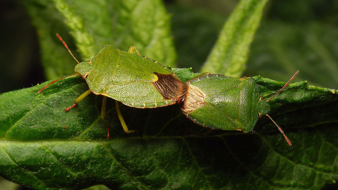 Palomena prasina - Copula Another "effort" to not always skip the common ones ... incidently it is nevertheless the first copula of this species on JD, so I have a valid excuse too! :o) Green shield bug,Hemiptera,Heteroptera,Jane's garden,Netherlands,Palomena,Palomena prasina,Pentatomidae,nl: Groene schildwants