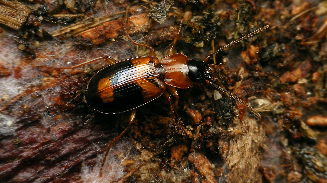 Badister lacertosus Somewhat tentative ID by self as bullatus<br />
Corrected to Badister lacertosus by Jan Muilwijk on wrneming.nl - thanks Jan! Badister,Badister lacertosus,Carabidae,Ground beetle,Jane's garden,Licininae,Licinini,nl: Ovale stompkaak