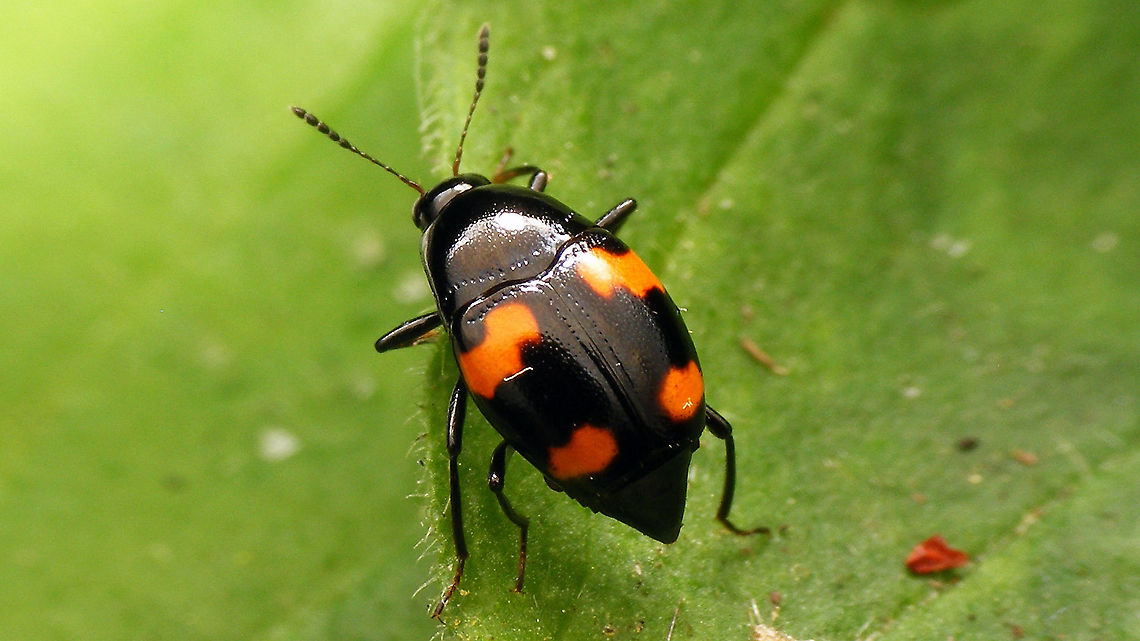 Scaphidium quadrimaculatum A fairly untypical rove beetle - broad and clumsy Coleoptera,Scaphidiinae,Scaphidiini,Scaphidium,Scaphidium quadrimaculatum,Staphylinidae,Staphyliniformia,Staphylinoidea,nl: Gevlekte schimmelkever