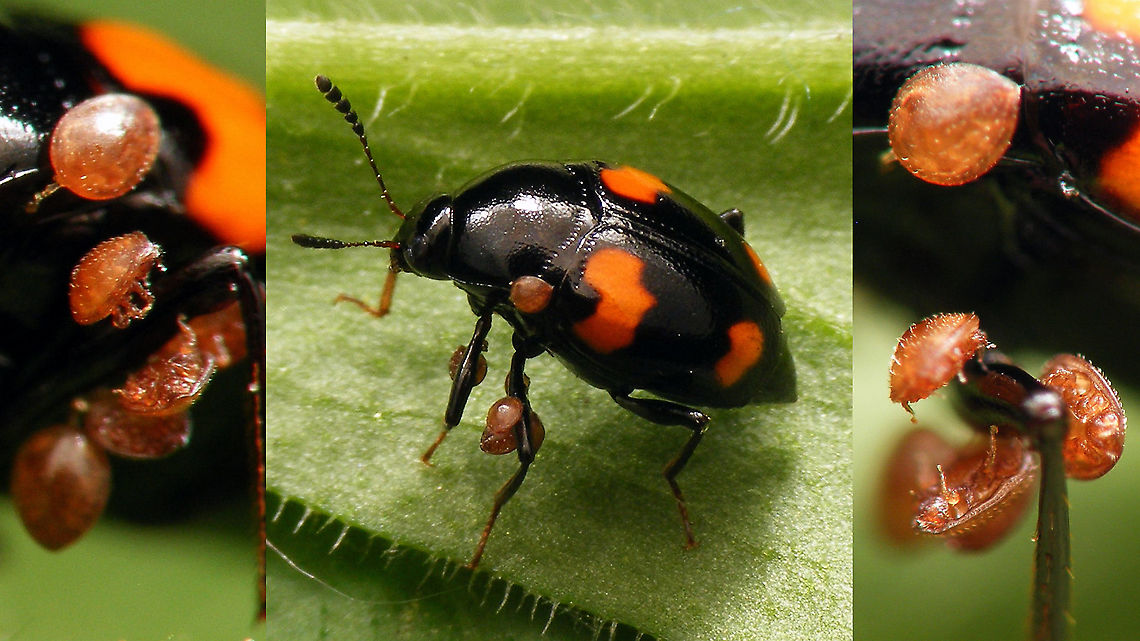 Scaphidium quadrimaculatum with Uropodina This Scaphidium quadrimaculatum was carrying a batch of phoretic deutonymphs of Uropodina mites around, that attach themselves on a stalk (pedicel) formed by secretions near their anus. Top left one of these pedicels is clearly visible.  Coleoptera,Phoresy,Scaphidiinae,Scaphidiini,Scaphidium,Scaphidium quadrimaculatum,Staphylinidae,Staphyliniformia,Staphylinoidea,Uropodina,nl: Gevlekte schimmelkever,phoretic mites