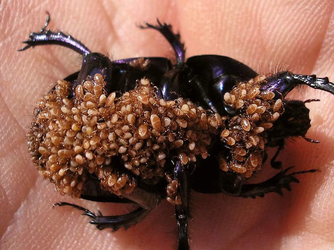 Chock full o'mites A rather old image of mine that has been around on the internet, but hadn&#039;t made it to JD yet...<br />
A dung beetle so covered in phoretic mites that it clearly had trouble moving around.<br />
Even though these mites (probably some Poecilochirus sp.) are classified as Parasitiformes: Parasitidae they are not &quot;parasitic&quot; but &#039;phoretic&#039; : They just hitch a ride to the next dung heap the beetle is going to visit. Geotrupidae,Mesostigmata,Parasitidae,Parasitiformes,Phoresy,Poecilochirus,phoretic mites