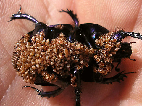 Chock full o'mites A rather old image of mine that has been around on the internet, but hadn't made it to JD yet...
A dung beetle so covered in phoretic mites that it clearly had trouble moving around.
Even though these mites (probably some Poecilochirus sp.) are classified as Parasitiformes: Parasitidae they are not "parasitic" but 'phoretic' : They just hitch a ride to the next dung heap the beetle is going to visit. Geotrupidae,Mesostigmata,Parasitidae,Parasitiformes,Phoresy,Poecilochirus,phoretic mites