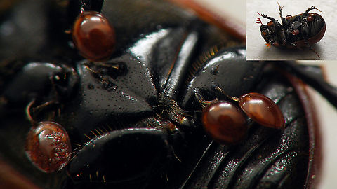 Uropodina deutonymphs on Aphodius fimetarius Close-up of some phoretic deutonymphs of some Uropodina mite species, attached to the venter of an Aphodius fimetarius, clearly showing the pedicels created by the mites to attach themselves.  Aphodius fimetarius,Coleoptera,Phoresy,Uropodina,nl: Roodschildveldmestkever,phoretic mites