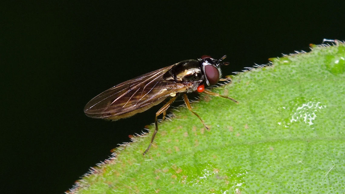 Hoverfly with mite Some hoverfly carrying a parasitic larva of a predatory mite around  Acari,Hoverfly,Jane's garden,Syrphidae,parasitic mite