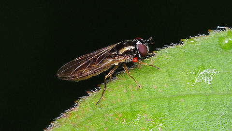 Hoverfly with mite Some hoverfly carrying a parasitic larva of a predatory mite around  Acari,Hoverfly,Jane's garden,Syrphidae,parasitic mite