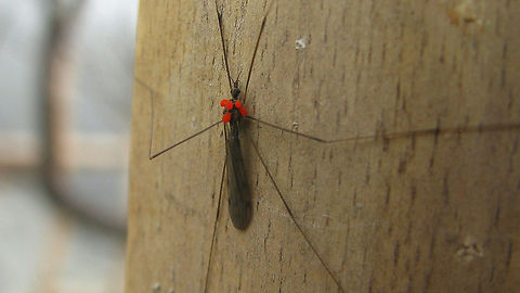 Limoniidae with mites  Acari,Geotagged,Indonesia,Limoniidae,Mesostigmata,Tipuloidea,parasitic mite