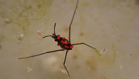 Gerridae nymph full o'mites  Acari,Gerridae,Jane's garden,Mesostigmata,parasitc mite