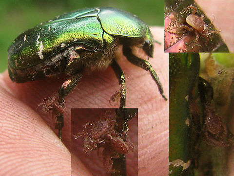 Cetonia aurata with passengers Older image (2010) of a Cetonia aurata carrying around some passengers ... Acari,Cetonia,Cetonia aurata,Cetoniidae,Cetoniinae,France,Geotagged,Mesostigmata,Phoresy,Phoretic mites,Rose chafer,Scarabaeoidea