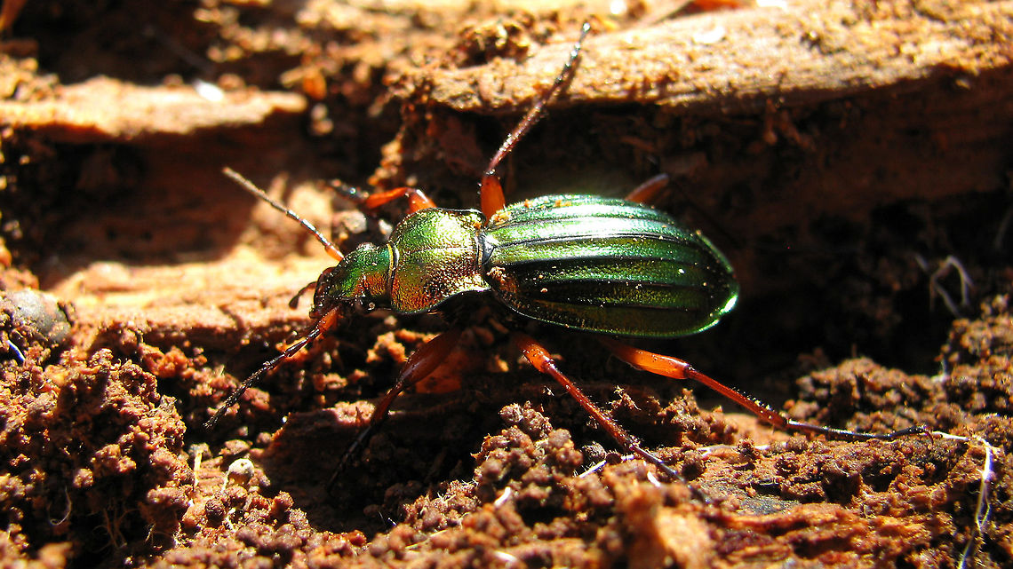 Carabus auronitens - Male Rather old shot (2009) - just adding this species for the Netherlands... Carabidae,Carabus,Carabus auronitens,Geotagged,Ground Beetle,Netherlands,nl: Goudglanzende loopkever