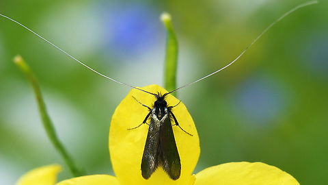 Green Longhorn Moth
