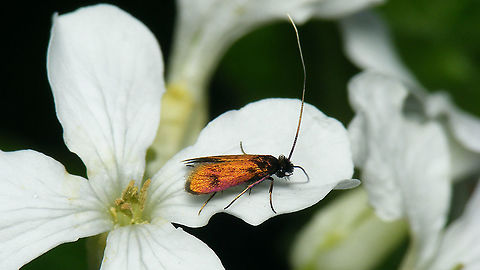 Cauchas rufimitrella on Lunaria Okay, been there, done that ... but hey ... first image I upload of this species this year ... that should count as an excuse! ;o) Adelidae,Cauchas,Cauchas rufimitrella,Jane's garden,Moth,nl: Pinksterbloemlangsprietmot