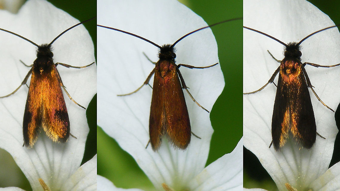 Cauchas rufimitrella - Flash or not ... Side by side of the same scene:<br />
left: flashed<br />
center: natural light<br />
right: flashed under an ever so slightly different angle Adelidae,Cauchas,Cauchas rufimitrella,Jane's garden,Moth,nl: Pinksterbloemlangsprietmot
