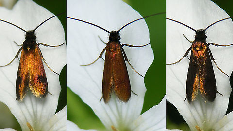 Cauchas rufimitrella - Flash or not ... Side by side of the same scene:
left: flashed
center: natural light
right: flashed under an ever so slightly different angle Adelidae,Cauchas,Cauchas rufimitrella,Jane's garden,Moth,nl: Pinksterbloemlangsprietmot