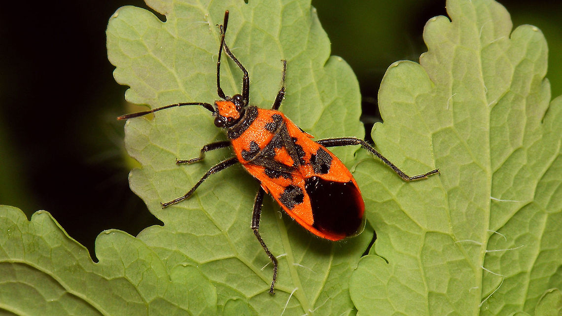 Corizus hyoscyami Always a happy/colourful encounter ... adding it for the garden ... Cinnamon Bug,Corizus,Corizus hyoscyami,Heteroptera,Jane's garden,Pentatomoidea,Pentatomorpha,Red and black squash bug,Rhopalidae