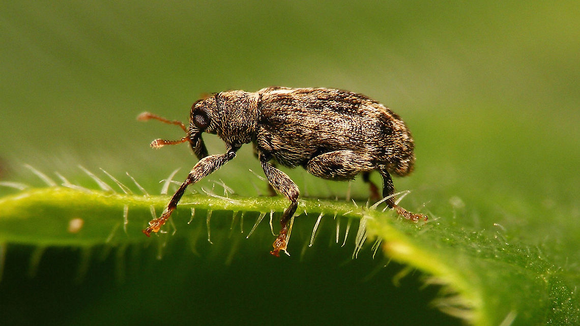 Orchestes pilosus  Curculionidae,Curculioninae,Curculionoidea,Jane's garden,Orchestes,Orchestes pilosus,Rhamphini,Rhynchaenus pilosus