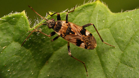 Beosus maritimus Adding this species for the garden ... and for the country it would seem ;o) Beosus,Beosus maritimus,Heteroptera,Jane's garden,Lygaeidae,Lygaeoidea,Rhyparochromidae,Rhyparochrominae,nl: Bonte zandrookwants