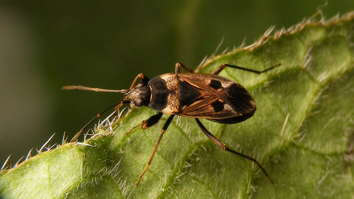 Rhyparochromus vulgaris Moving target shot (some motion blur) but species still missing for the garden ... Hemiptera,Heteroptera,Jane's garden,Lygaeidae,Netherlands,Rhyparochromidae,Rhyparochrominae,Rhyparochromini,Rhyparochromus,Rhyparochromus vulgaris,nl: Gewone rookwants