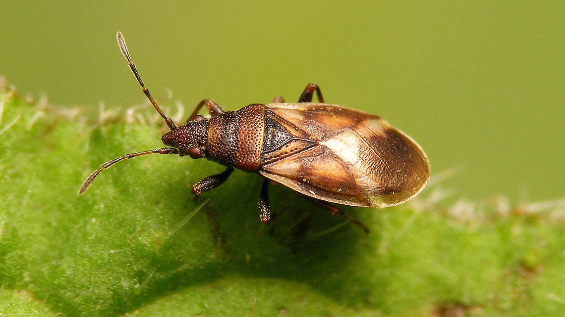 Oxycarenus modestus Last month we cut away a whole bunch of young Alder trees on the perimeter of the &#039;garden&#039; to create more light both for us and the neighbouring farmer. Last week this poor soul was roaming around on all the wrong plants, certainly looking for the trees that had disappeared ... Hemiptera,Heteroptera,Jane's garden,Lygaeidae,Netherlands,Oxycareninae,Oxycarenus,Oxycarenus modestus,nl: Elzenpropjeswants,nl: Elzenspitskop