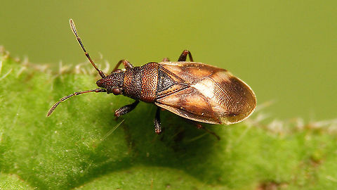 Oxycarenus modestus Last month we cut away a whole bunch of young Alder trees on the perimeter of the 'garden' to create more light both for us and the neighbouring farmer. Last week this poor soul was roaming around on all the wrong plants, certainly looking for the trees that had disappeared ... Hemiptera,Heteroptera,Jane's garden,Lygaeidae,Netherlands,Oxycareninae,Oxycarenus,Oxycarenus modestus,nl: Elzenpropjeswants,nl: Elzenspitskop