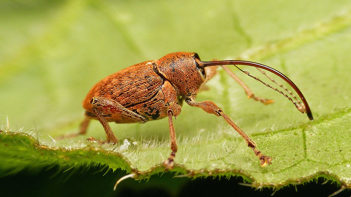 Curculio glandium (female) head tucked in deeply The hoody fashion has spread to weevil territory too now Acorn weevil,Curculio,Curculio glandium,Curculionidae,Curculionoidea,Jane's garden,nl: Kleine eikelboorder