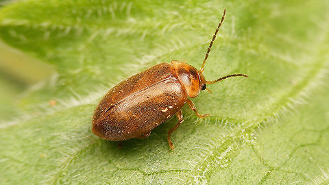 Microcara testacea  Elateriformia,Jane's garden,Microcara,Microcara testacea,Scirtidae,Scirtoidea,nl: Bruine haarkever