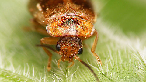 Microcara testacea - Mugshot  Elateriformia,Jane's garden,Microcara,Microcara testacea,Scirtidae,Scirtoidea,nl: Bruine haarkever