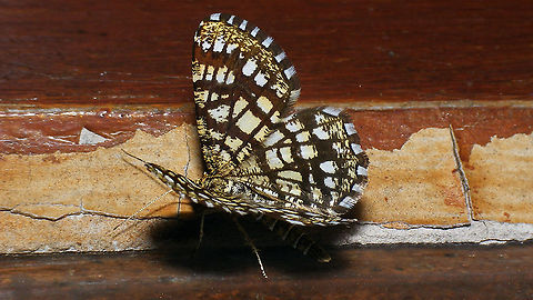 Chiasmia clathrata Also seen in France (2014) :o) Chiasmia,Chiasmia clathrata,France,Geometridae,Geotagged,Latticed heath,nl: Klaverspanner