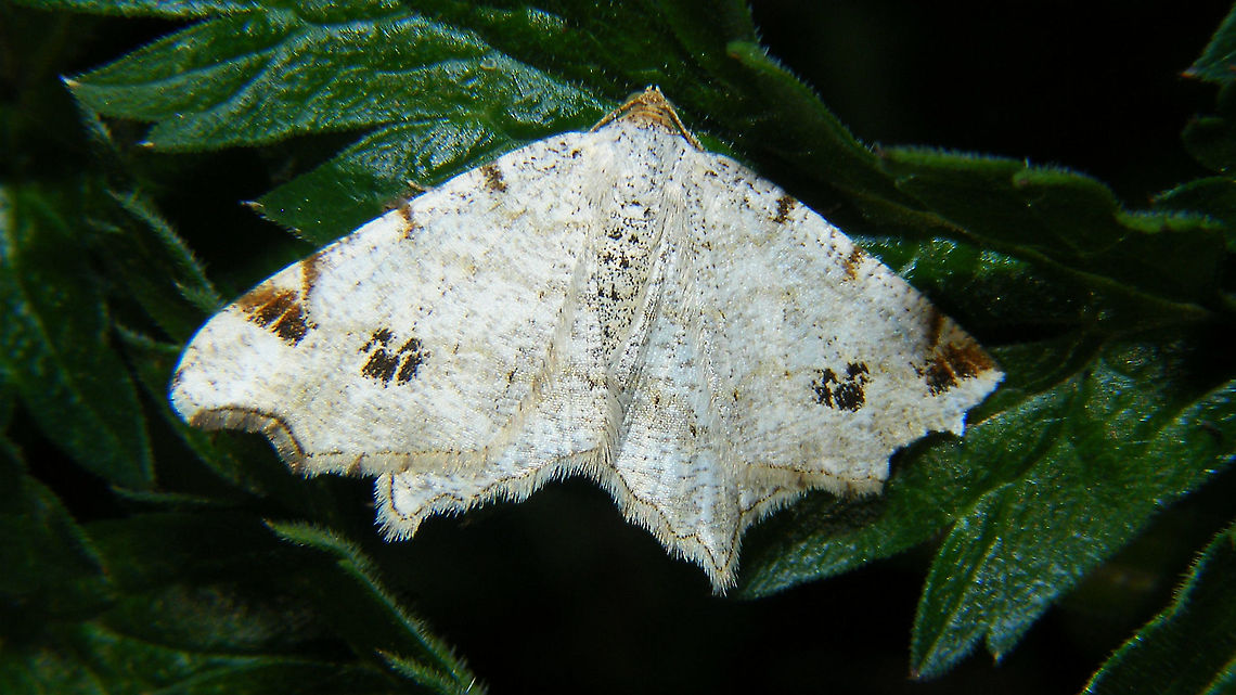 Macaria notata Also seen in the Netherlands (2014) Birch Angle,Geometridae,Geotagged,Macaria,Macaria notata,Netherlands,nl: Klaverblaadje