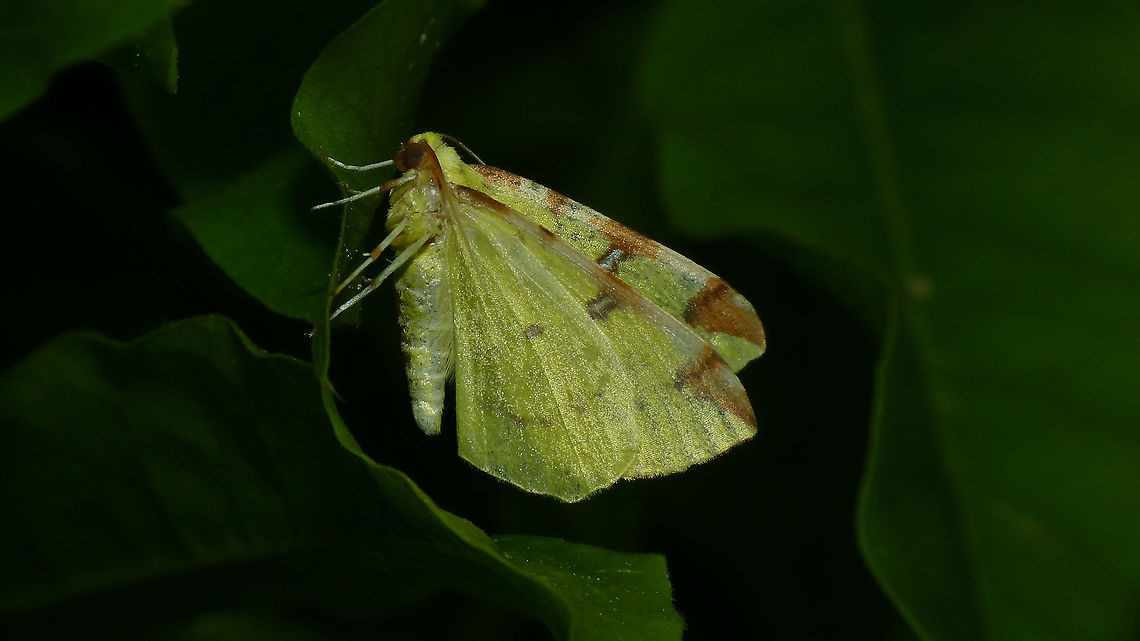 Opisthograptis luteolata One night in the garden (2015) 4K UHD,Brimstone Moth,Geometridae,Jane's garden,Opisthograptis,Opisthograptis luteolata,nl: Hagedoornvlinder