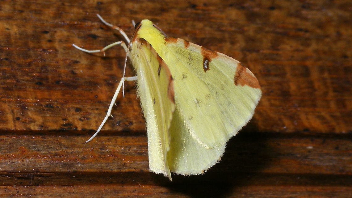 Opisthograptis luteolata Also seen in France (2014) Brimstone Moth,France,Geometridae,Geotagged,Opisthograptis,Opisthograptis luteolata,nl: Hagedoornvlinder