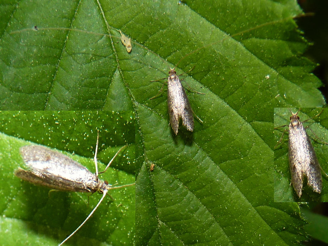 Nematopogon robertella ?? A bit of a bluff to meet Ferdy&#039;s challenge ... Image probably too bad for ID. I would think it to look more like Nematopogon pilella, but that one is very rare in NL. Obsidentify suggested N. robertella and that would fit the location (lots of Pine trees there). But with my luck it&#039;s probably just Adela reamurella ;o) Adelidae,Geotagged,Nematopogon,Nematopogon robertella,Netherlands,nl: Naaldboslangsprietmot
