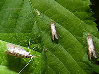 Nematopogon robertella ?? A bit of a bluff to meet Ferdy's challenge ... Image probably too bad for ID. I would think it to look more like Nematopogon pilella, but that one is very rare in NL. Obsidentify suggested N. robertella and that would fit the location (lots of Pine trees there). But with my luck it's probably just Adela reamurella ;o) Adelidae,Geotagged,Nematopogon,Nematopogon robertella,Netherlands,nl: Naaldboslangsprietmot