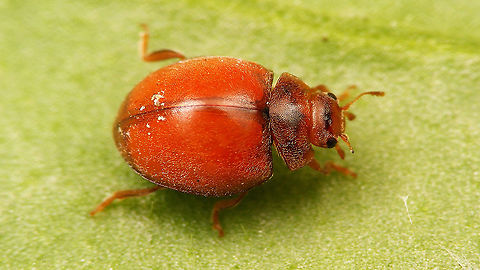 Subcoccinella vigintiquatuorpunctata - (not so) spotless Moving target shot of a not so spotless, spotless 24-spot 24-spot Ladybird,24-spot ladybird,Coccinellidae,Coleoptera,Epilachninae,Jane's garden,Subcoccinella,Subcoccinella vigintiquatuorpunctata,nl: Vierentwintigstippelig lieveheersbeestje