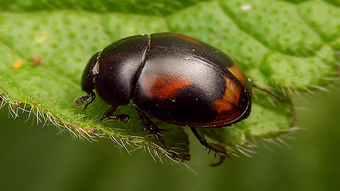 Sphaeridium scarabaeoides Frontal:
https://www.jungledragon.com/image/114896/sphaeridium_scarabaeoides_-_portrait.html Hydrophilidae,Hydrophilinae,Hydrophiloidea,Jane's garden,Sphaeridiini,Sphaeridium,Sphaeridium scarabaeoides,Staphyliniformia