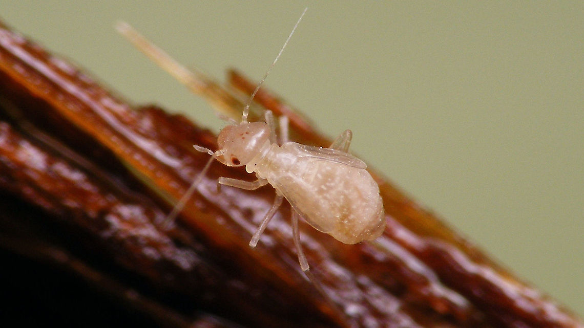 Psyllipsocus ramburii - Nymph Last stadium nymph of macropterous form of Psyllipsocus ramburii found in the bathroom during construction work - originally a cavernicolous species but now mostly cosmopolitan in human buildings. Barklouse,Jane's garden,Nymph,Psocoptera,Psyllipsocidae,Psyllipsocus,Psyllipsocus ramburii