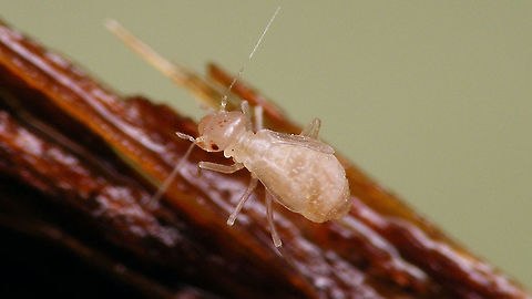 Psyllipsocus ramburii - Nymph Last stadium nymph of macropterous form of Psyllipsocus ramburii found in the bathroom during construction work - originally a cavernicolous species but now mostly cosmopolitan in human buildings. Barklouse,Jane's garden,Nymph,Psocoptera,Psyllipsocidae,Psyllipsocus,Psyllipsocus ramburii
