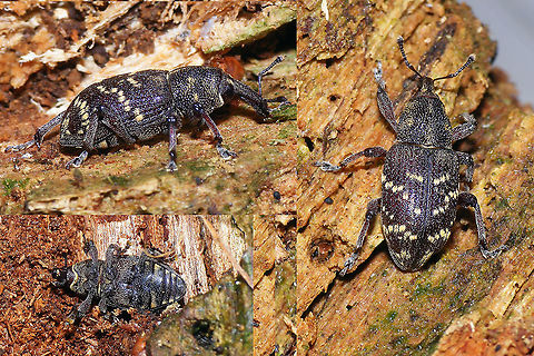 Hylobius abietis - 3 angles Old collage, mostly just to add a dorsal and ventral view of this species  Curculionidae,Curculionoidea,Geotagged,Hylobius,Hylobius abietis,Large pine weevil,Molytinae,Netherlands,nl: Grote dennensnuitkever