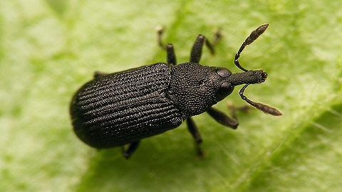 Magdalis cerasi - Male Magdalis (Porrothus) cerasi (Linnaeus, 1758) Curculionidae,Curculionoidea,Geotagged,Magdalidini,Magdalis,Magdalis cerasi,Mesoptiliinae,Netherlands,Porrothus