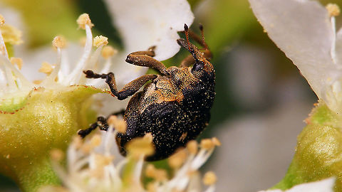 Mononychus punctumalbum fighting gravity  Ceutorhynchinae,Curculionidae,Curculionoidea,Geotagged,Iris weevil,Mononychus,Mononychus punctumalbum,Netherlands,Weevil,nl: Lissenboorder,nl: Lissnuitkever